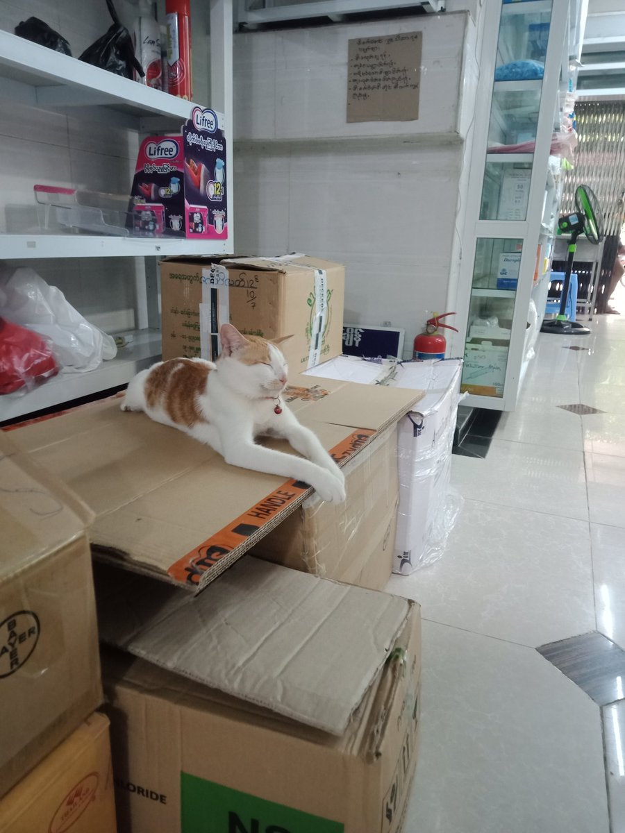 phyuphy75192234's tweet photo. #cats https://t.co/EZEnnRnjGW