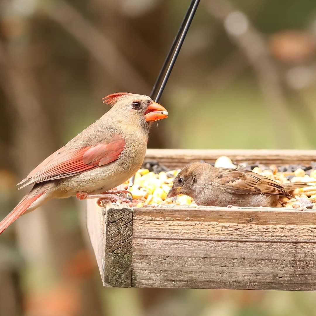 birdhouse_love's tweet image. I&apos;m not sure why this female house sparrow decided she needed to feed so closely to this female cardinal, but they made it work...
#madeitwork #femalecardinal #femalecardinals #cardinals #femalehousesparrow #cardinal #femalehousesparrows #sparrows #sparrow #birdworld #birdlife