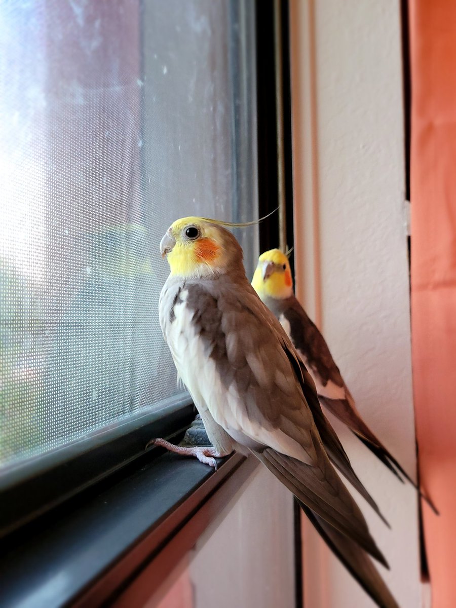 SomeRowdyBirbs's tweet image. keeping watch