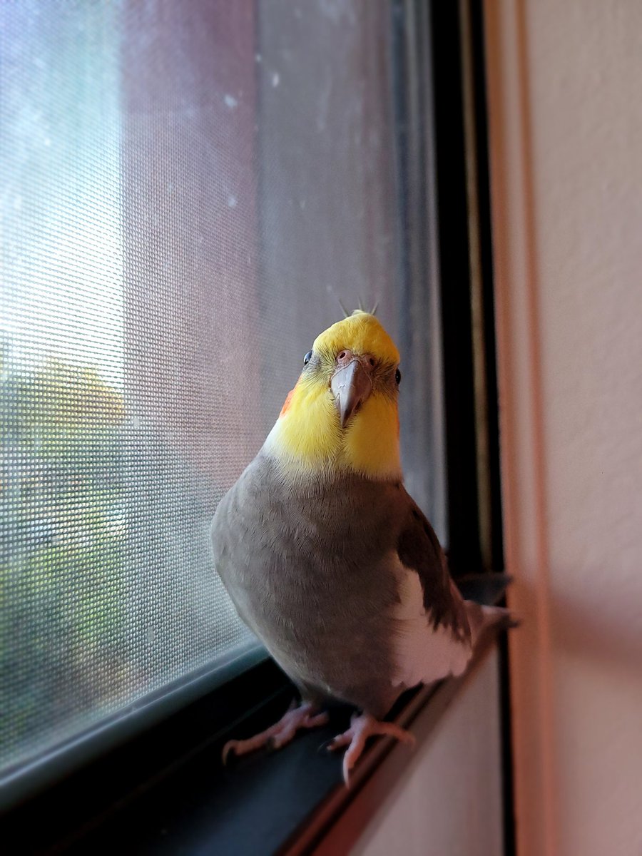 SomeRowdyBirbs's tweet image. keeping watch