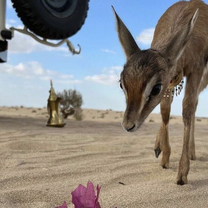 ㅤㅤㅤㅤ

͏ 

͏عادتك ماتترك لغيرك مجال 
يختفون الكل اذا نجمك لمع ..