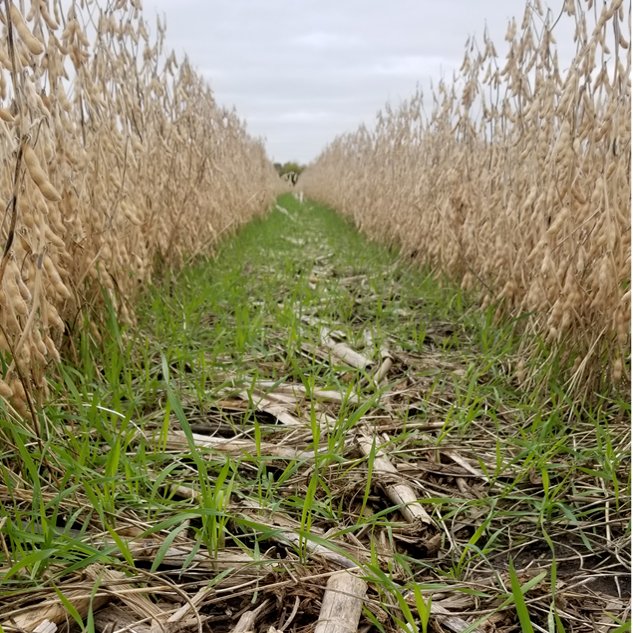 UMN Nutrient Management (@umnnutrientmgmt) on Twitter photo NEW BLOG POST: z.umn.edu/9q6v Attend the Cover Crop Strategies Field Day - September 10th in southeast Minnesota! <a href="/UMNExt/">U of MN Extension</a> <a href="/MnSoil/">MNSoilHealth</a> <a href="/MinnesotaWater/">Water Resources Center (WRC)</a> <a href="/baileytangen/">Bailey Tangen</a> #MNag #SoilHealth #CoverCrops NEW BLOG POST: z.umn.edu/9q6v Attend the Cover Crop Strategies Field Day - September 10th in southeast Minnesota! <a href="/UMNExt/">U of MN Extension</a> <a href="/MnSoil/">MNSoilHealth</a> <a href="/MinnesotaWater/">Water Resources Center (WRC)</a> <a href="/baileytangen/">Bailey Tangen</a> #MNag #SoilHealth #CoverCrops