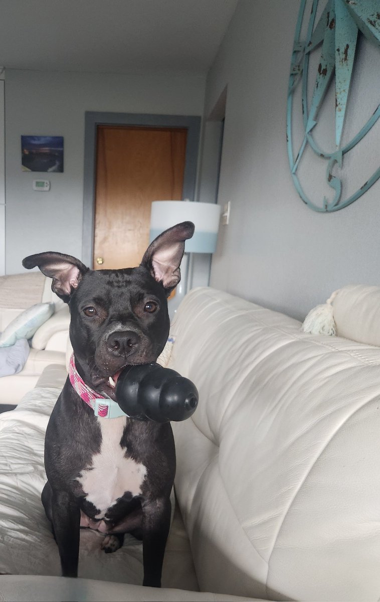 BobaFritt's tweet photo. @company_kong @KONGCompany King Kong ain't got nothing on me ....unless it's missing a delicious cookie inside ! Hint time to fill it Hooman #Kongkitchen #pittie #dontbullymybreed #vindicated https://t.co/VHCg7gOMPN