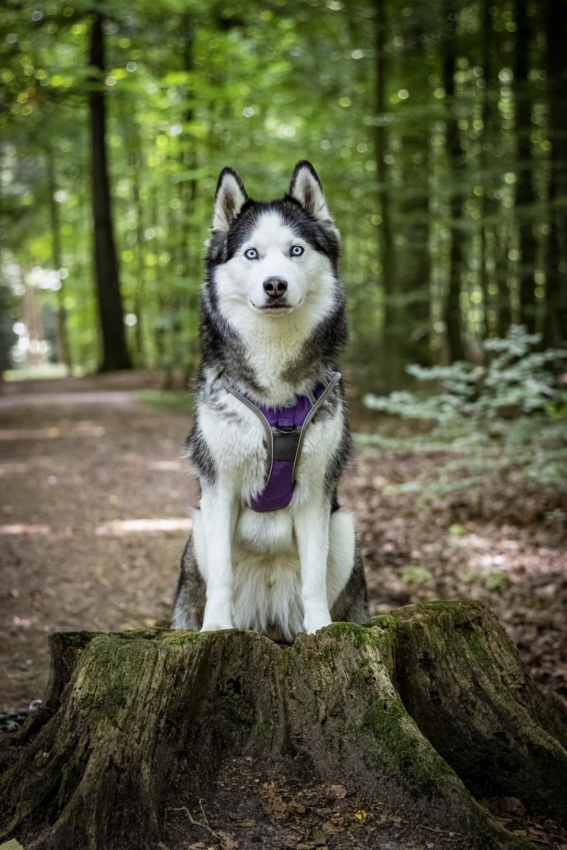 ShiraTheHusky's tweet photo. Auch wenn´s bei uns im Wald am Stadtrand keine spektakulären Fotospots gibt, findet man doch trotzdem immer irgendein tolles Motiv, so wie das Bild hier von heute: https://t.co/T3NCIKho3E