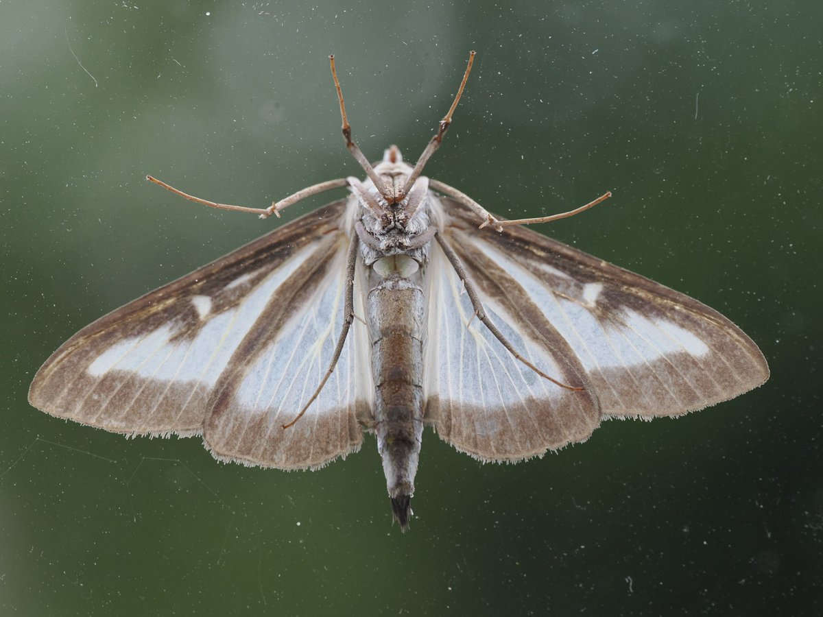 Olympus_620's tweet photo. @CarlBovisNature Did get one of these on my window. Not happy when I have three Box trees 10m away from it. https://t.co/h5dM1g9prk