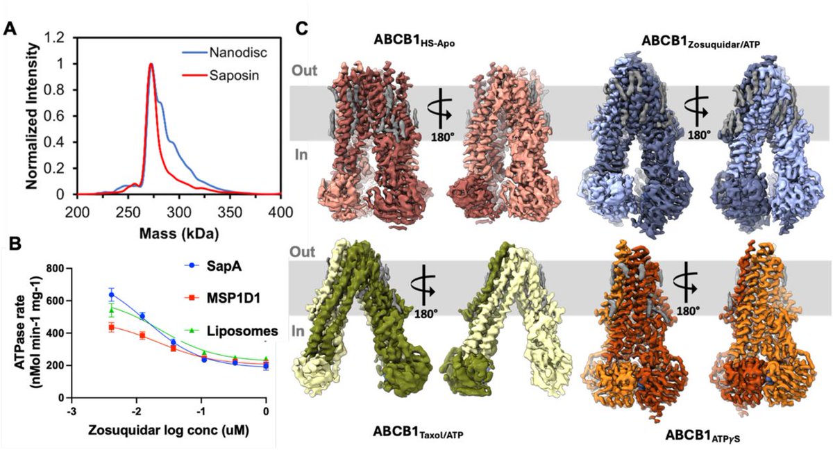 SaliproBiotech's tweet image. 🚀 Excited to share a groundbreaking preprint showcasing the benefits of our Salipro® platform! Salipro®-reconstituted ABCB1 shows superior stability for high-res cryo-EM analysis. Congrats to Amer Alam and team! biorxiv.org/content/10.110…
#Salipro #DrugDiscovery #CryoEM #ABCB1