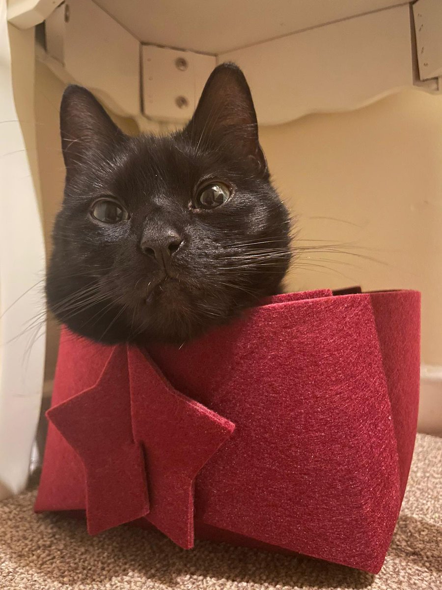 nutkinsdigits's tweet photo. @rickygervais This is my rescue black cat 'Joey Dunlop'. Found her on a street starving, could hardly walk, no fur &amp; covered in https://t.co/NJrM4NoKEQ vet said she'd given up.I never gave up on her and now look at my little queen. #BlackCatAppreciationDay https://t.co/MS225EIG3N