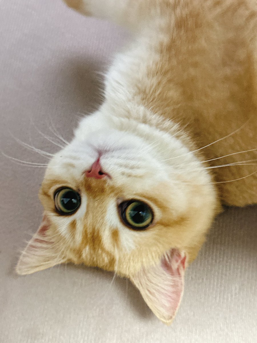 MayukoSherry33's tweet photo. 被塑料袋硬空一���晚的🐈肉松🐈 https://t.co/Cua0DUPRwZ