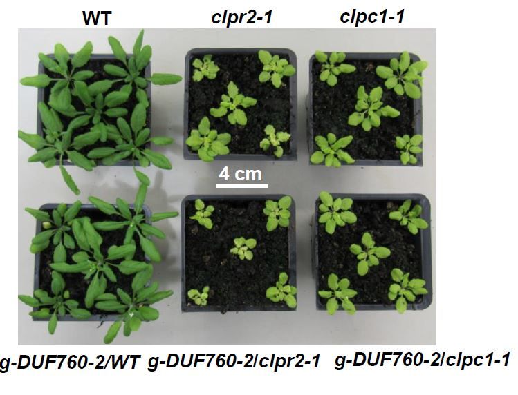 Plant Physiology tweet media
