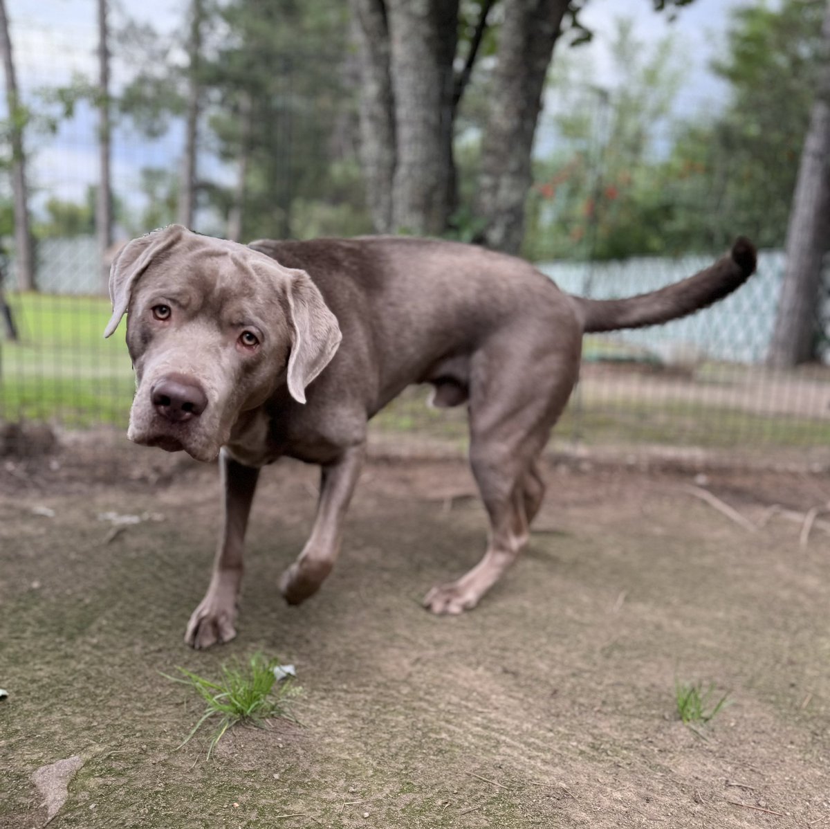 jakesilverlab's tweet image. ❤️‍🩹On the way to vet! I ate my bed when mom and dad slept son now I have to see if I’m impacted! 
Send prayers for me, please! 
This photo was taken this morning, right before I 🤮!
I’m doing ok so far though 🩶
#silverlab #puppy #puppylove #puppiesofX #dogsoftwitter