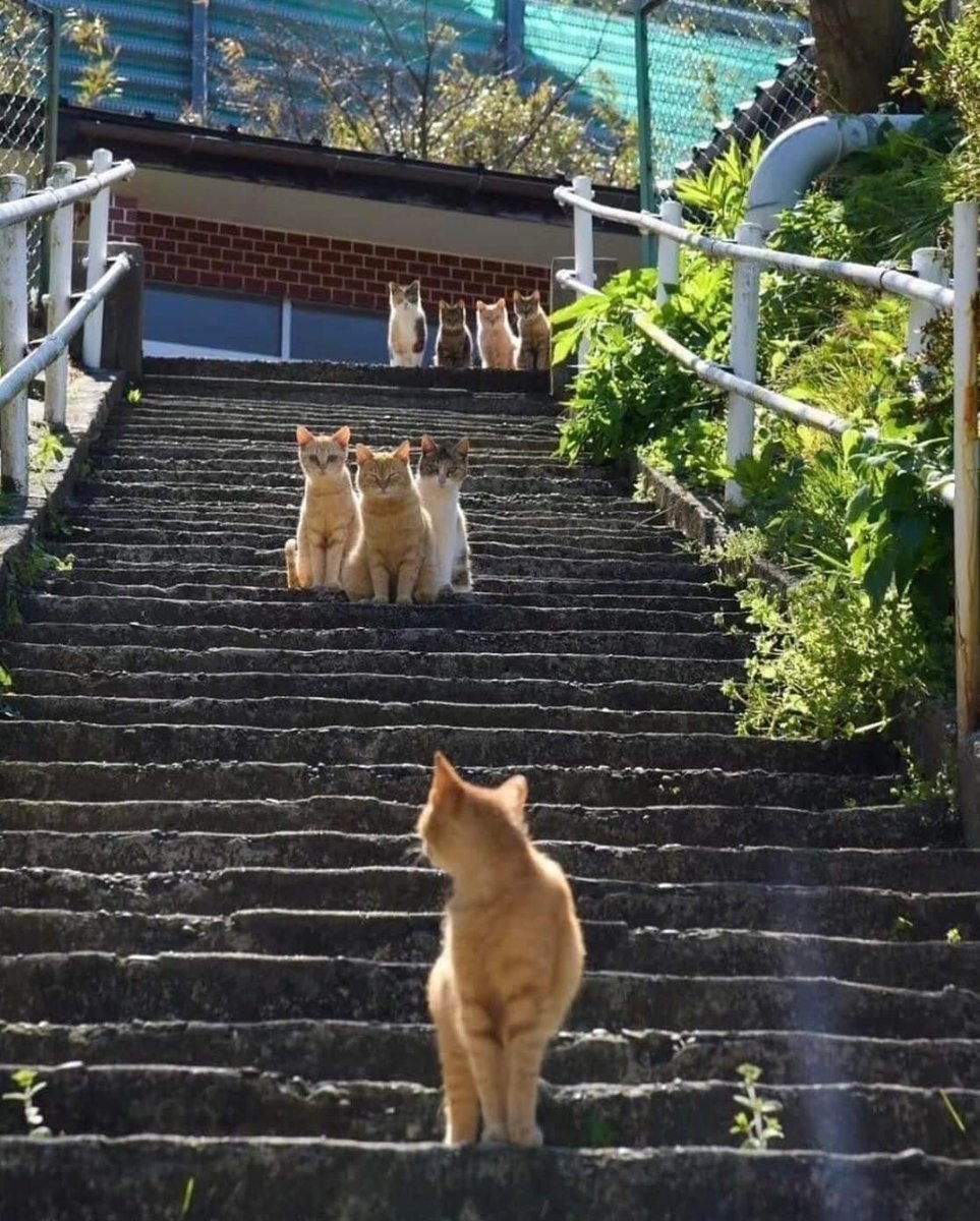 Posts Of Cats (@postsofcats) on Twitter photo 