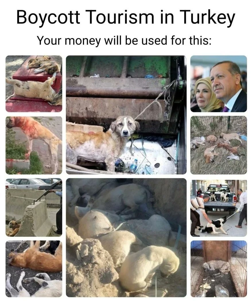 PhaedraXTeddy's tweet photo. Laws against #AnimalCruelty, #beastiality and rape must still be enforced, despite #Erdogan's new #TurkishDogMassacreLaw.
#BoycottTurkey until they #WithDrawTheLaw @rterdogan β οΈ https://t.co/0Nqn6hgqAa