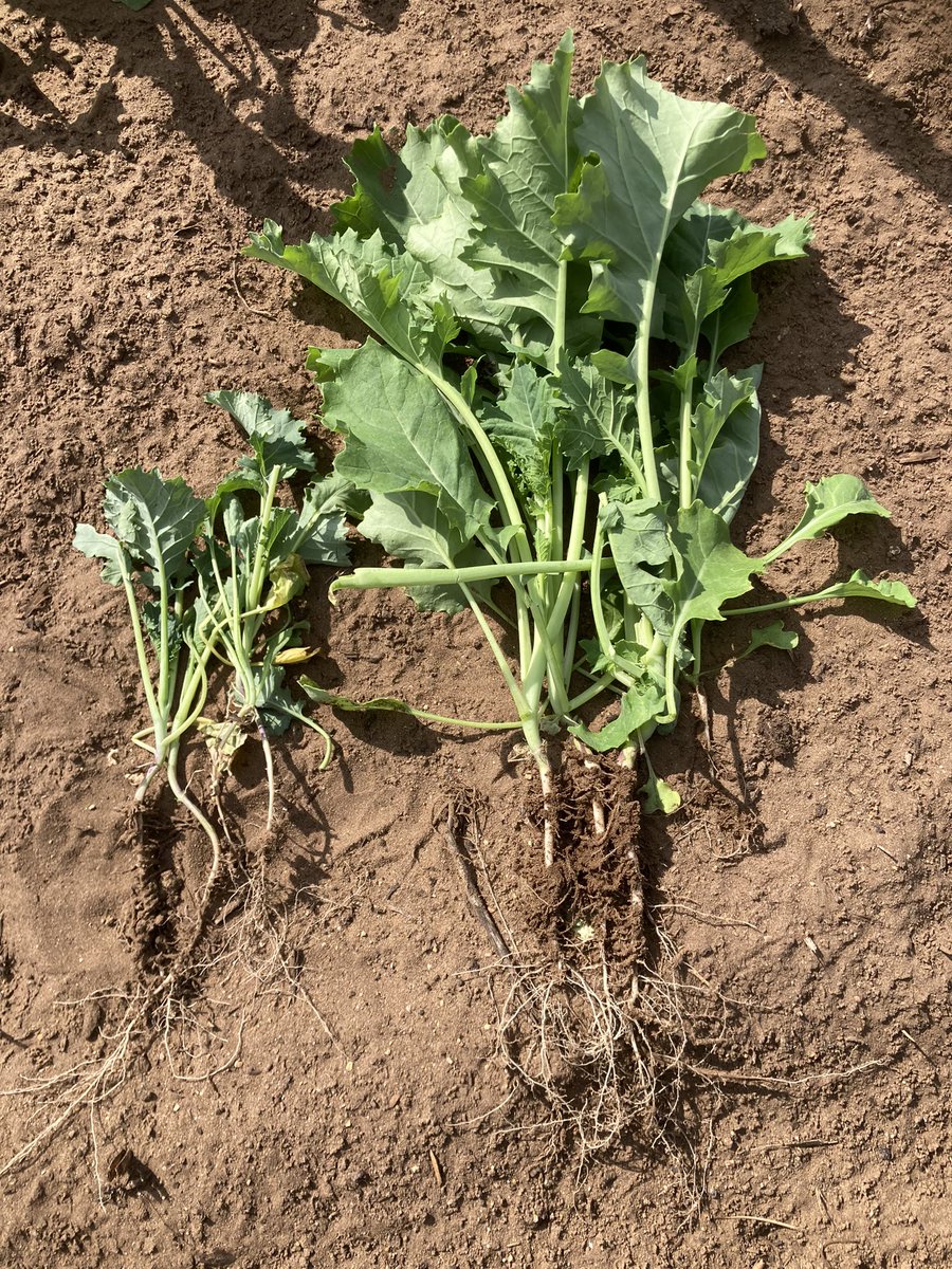 Sean Lumley tweet media