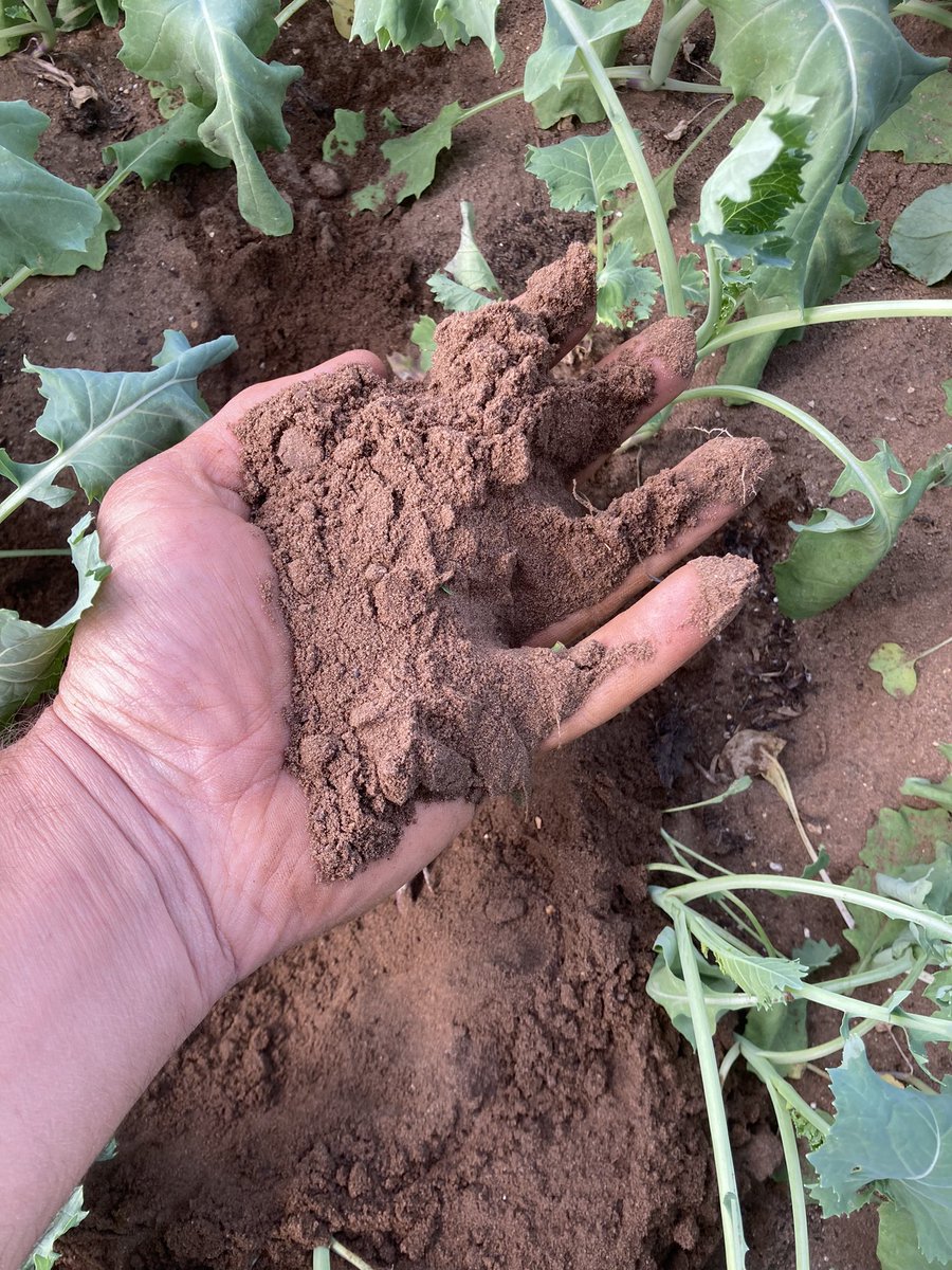 Sean Lumley tweet media