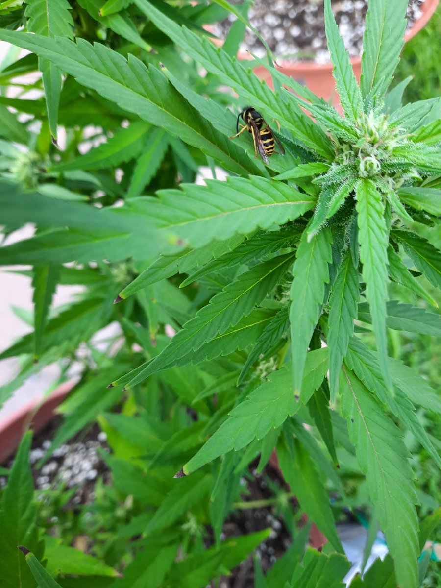 growin_rural_NY's tweet photo. He's gotta go , ill gently escort him away. I hope he wasn't on someone else's male #plant.
Had my plants #pollinated like that once.
#buds #weed #marijuana https://t.co/YGQRhys2bp