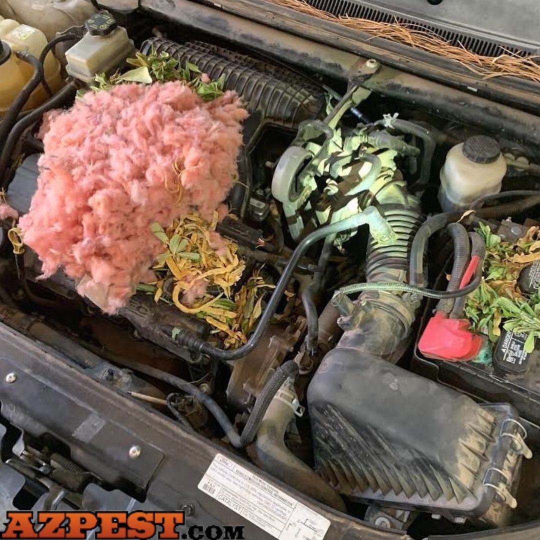 AZPest's tweet photo. One of our inspectors found pack rat droppings in this garage. Upon further investigation he found this packrats nest in the hood of one of the vehicles 😱Contact us today to protect your property from pack rats! #azpest #tucson #ArizonaPestControl https://t.co/A4HN6enLNq