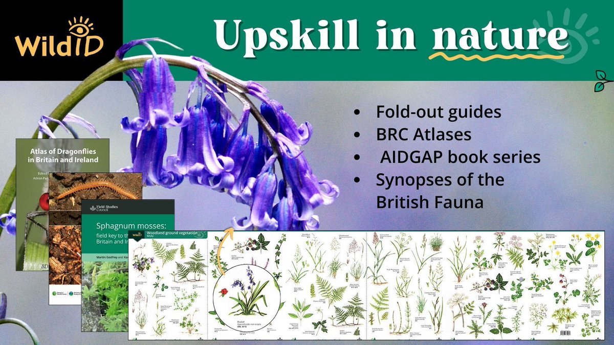 FieldStudiesC's tweet image. 🌱Are you looking to improve your identification skills in aspects of the #NaturalWorld, including animals, plants or habitats?

Our guides &amp;amp; keys help you gain knowledge &amp;amp; can close the skills gap in under recorded groups. 

Take a look through the range: buff.ly/2z8YNSv