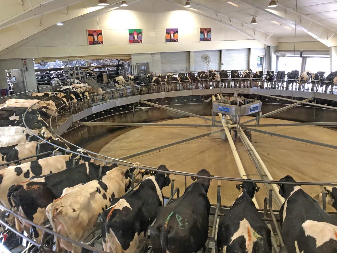 EBethHarlow's tweet photo. Wondering if @jonlovett knows that he’s only about an hour away from a dairy theme park? 

Bump your return flight, pop some lactaid, and head down to IN for Fair Oaks Farms…then rant about corporate farming and how Dems should take that industry on to reach out to rural voters https://t.co/8nXVvI2HZM