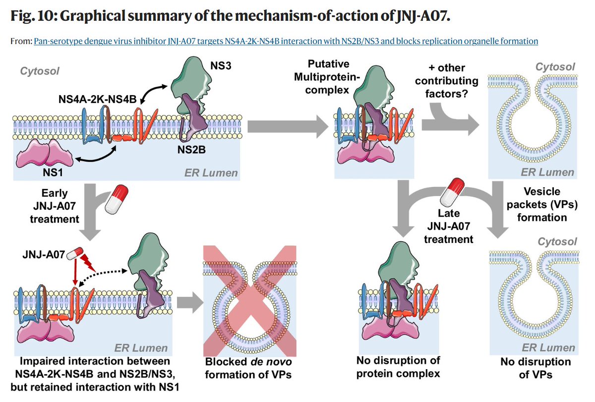 New insights into the mechanism of action of JNJ-A07, a highly potent pan-serotype dengue virus inhibitor

<a href="/DominikKiemel/">Dominik Kiemel</a> <a href="/BartenschlagLab/">Molecular Virology Heidelberg</a> <a href="/CiidHeidelberg/">CIID_Heidelberg</a>

#dengue #JNJA07 #virology #antivirals

nature.com/articles/s4146…