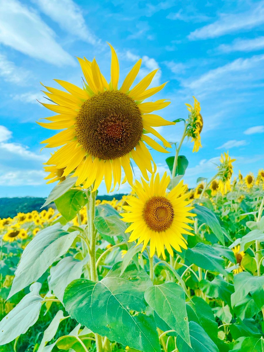 52hz_of's tweet photo. ���日の終わりに、残暑見舞い申し上げます。
毎年、夏は篭り人と化して外出は最低頻度で過ごしたい性分ですが、先日ふらりと向日葵を見に行きました。美しく雄大でした。子供の頃、毎年母が庭に咲かせていた向日葵をふいに思い出して、帰りのBGMは陽水さんの少年時代一択でした。それではまたいつか。 https://t.co/L1OceVwY1n