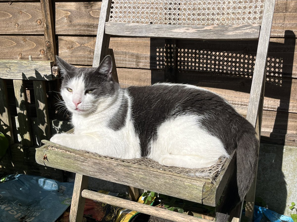 BhFeral's tweet photo. Beppe is soaking up some rays ๐ ๐ ๐ #CatsOfTwitter #felinegood #communitycats #TNR #garden #summer #Hedgewatch https://t.co/IKvxJS3QsL
