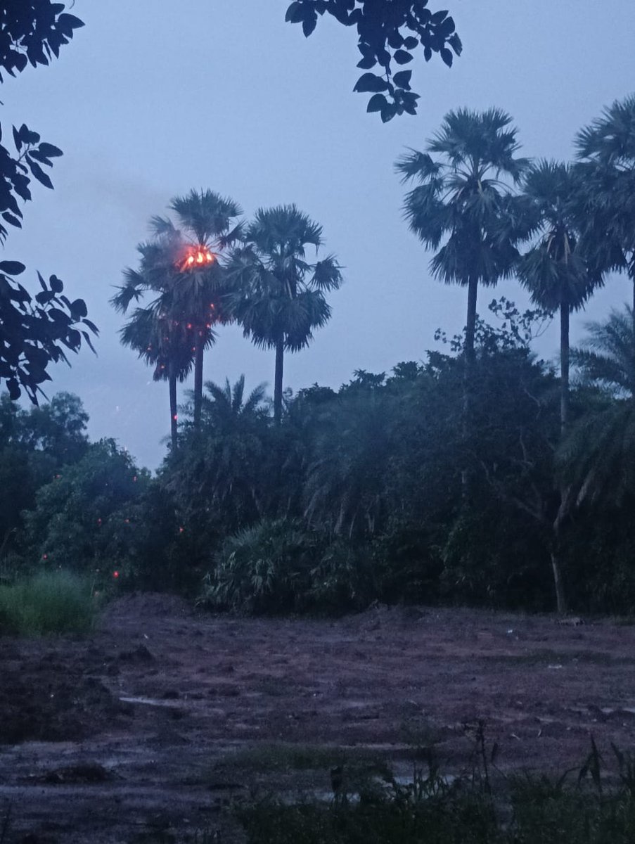 pharma_voyager's tweet image. Lightning strike on a palm tree near Saru Chhaka, Ganjam Odisha around 6.00 PM today
#thunderstrom #rain
@mcbbsr @usd0705 @AdvGantayat