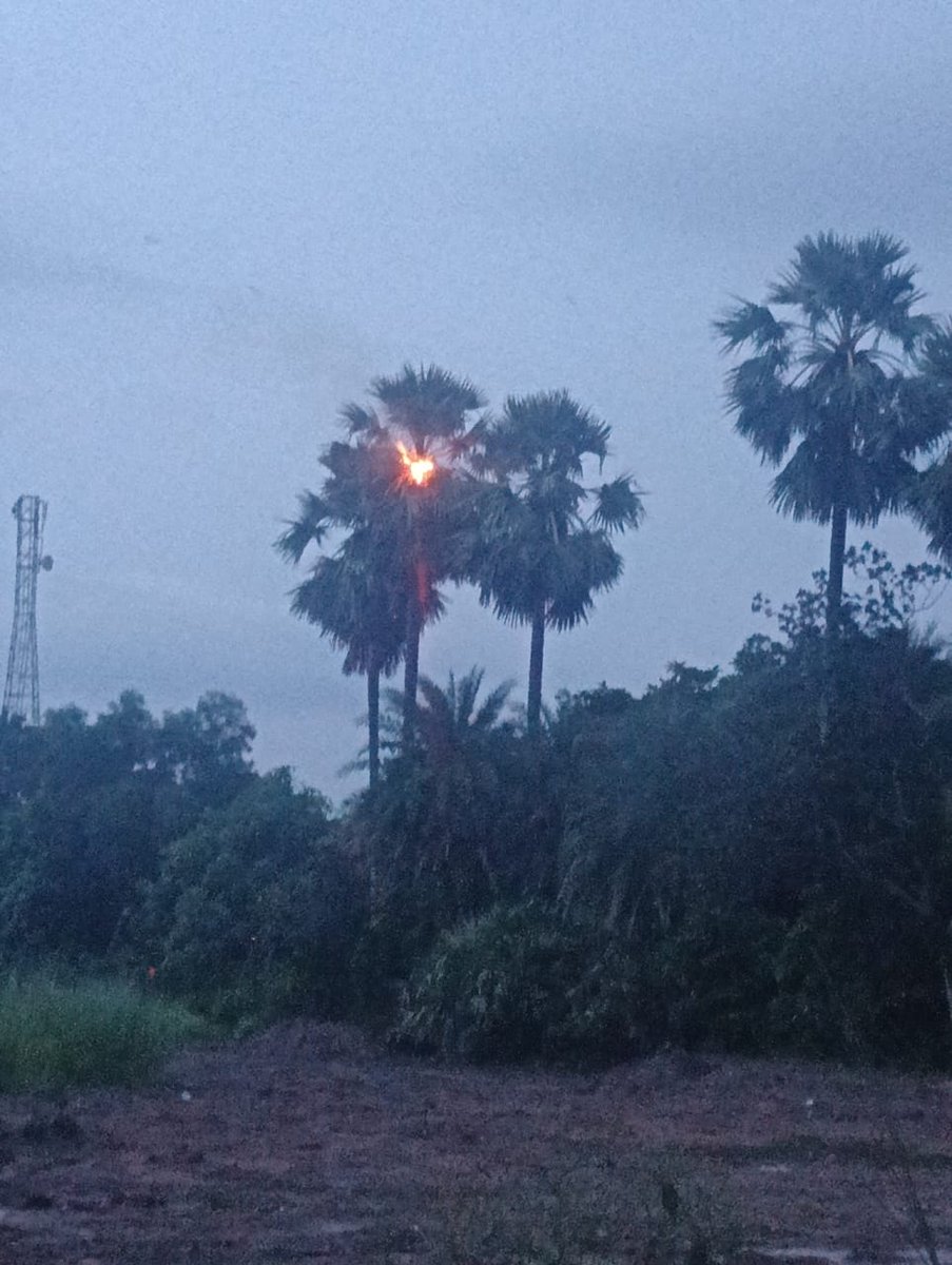 pharma_voyager's tweet image. Lightning strike on a palm tree near Saru Chhaka, Ganjam Odisha around 6.00 PM today
#thunderstrom #rain
@mcbbsr @usd0705 @AdvGantayat