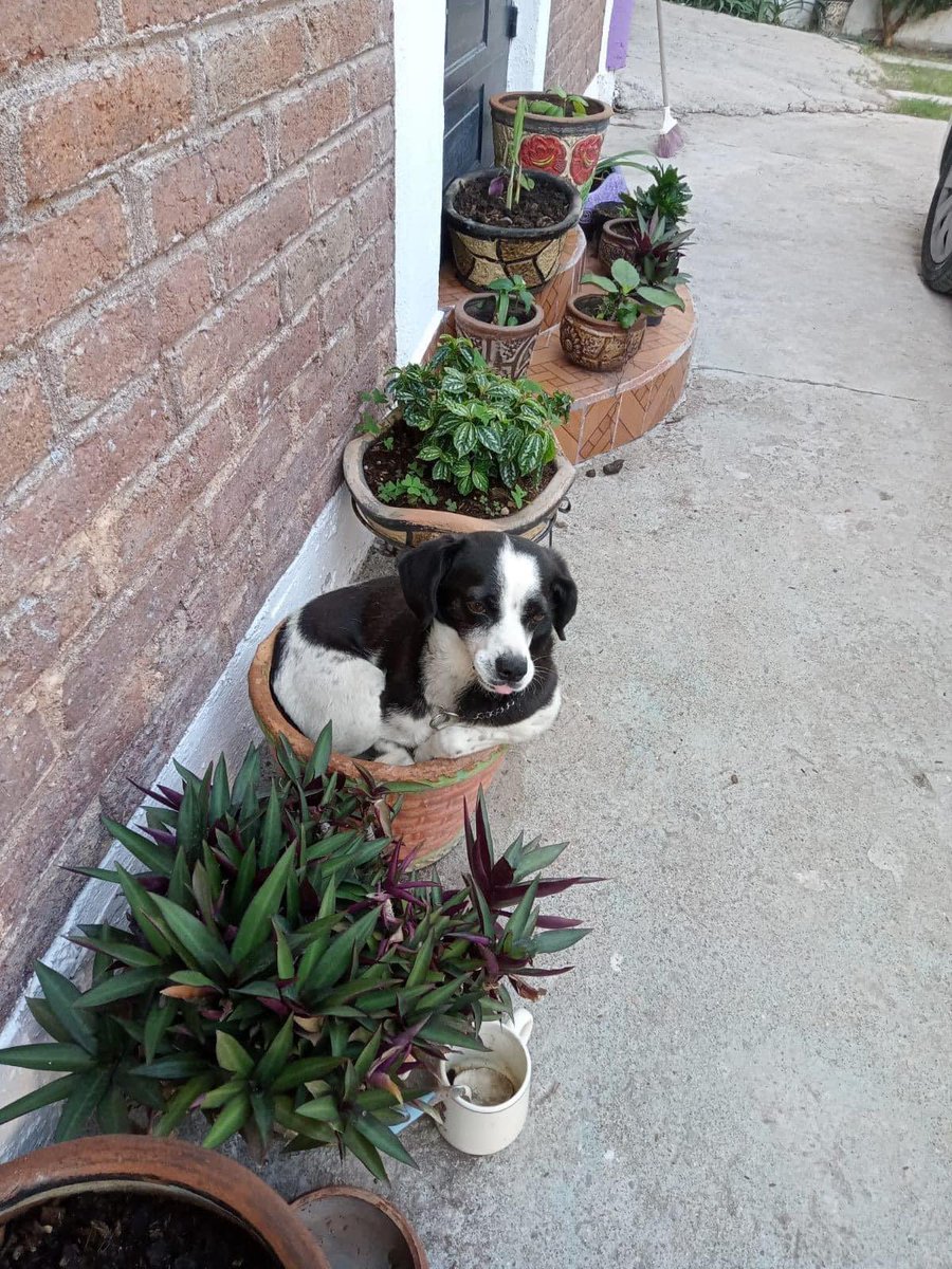 DiloConPerritos's tweet photo. La temporada de lluvias ha traído flores muy bellas a este lugar ¿alguien sabe qué tipo es esta? https://t.co/EhUqndHypZ