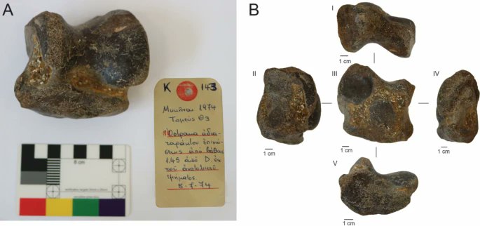 amayor's tweet photo. fossil from a prehistoric rhinoceros found in storeroom at Bronze Age Mycenae is earliest evidence of large vertebrate fossil collecting-- in 13th century BC!
https://t.co/ibTWOqSxsU https://t.co/zmWB1GeU63