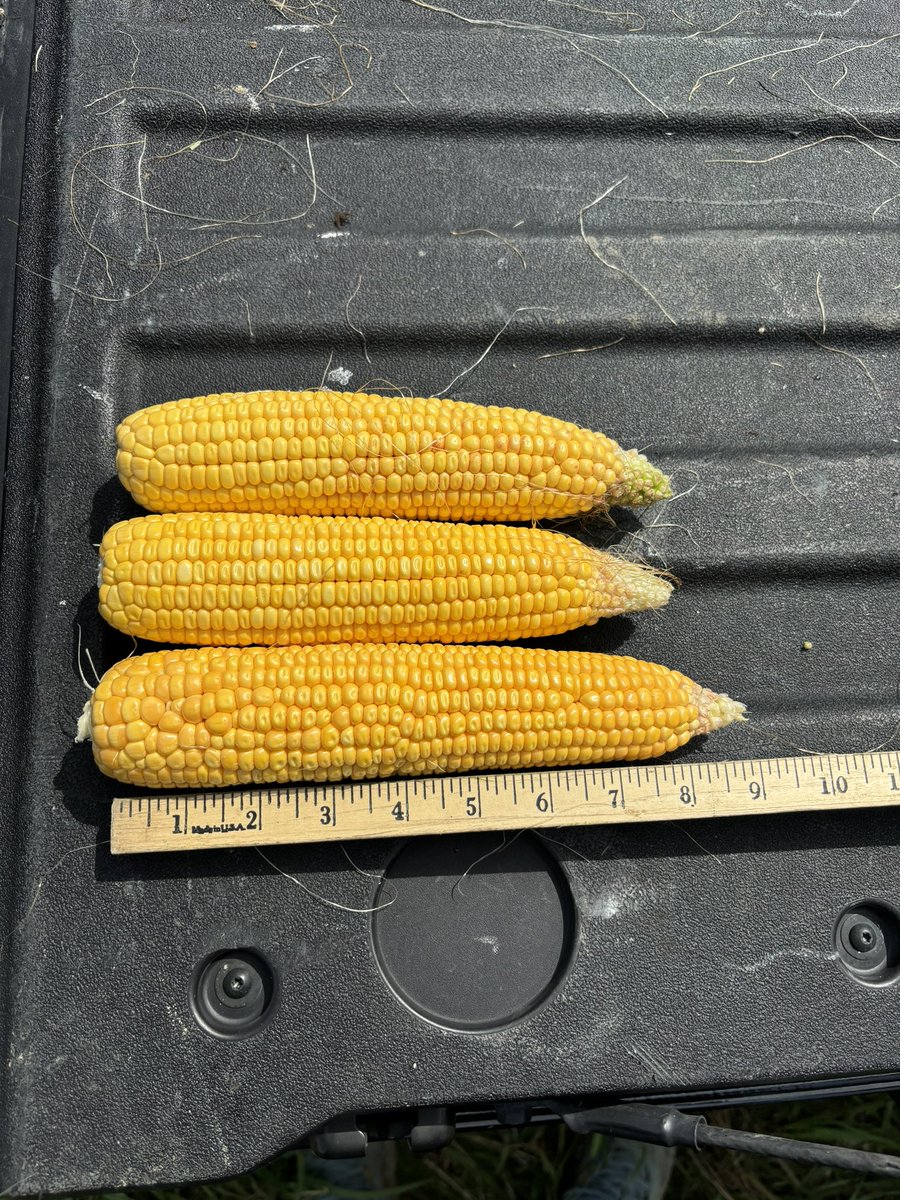 OliverSloup's tweet photo. 11 counties down, the last one coming from the last stop of the day, McLean County Illinois.  Yield check: 213.5
#PFTour24 https://t.co/ywlwjeuOFl