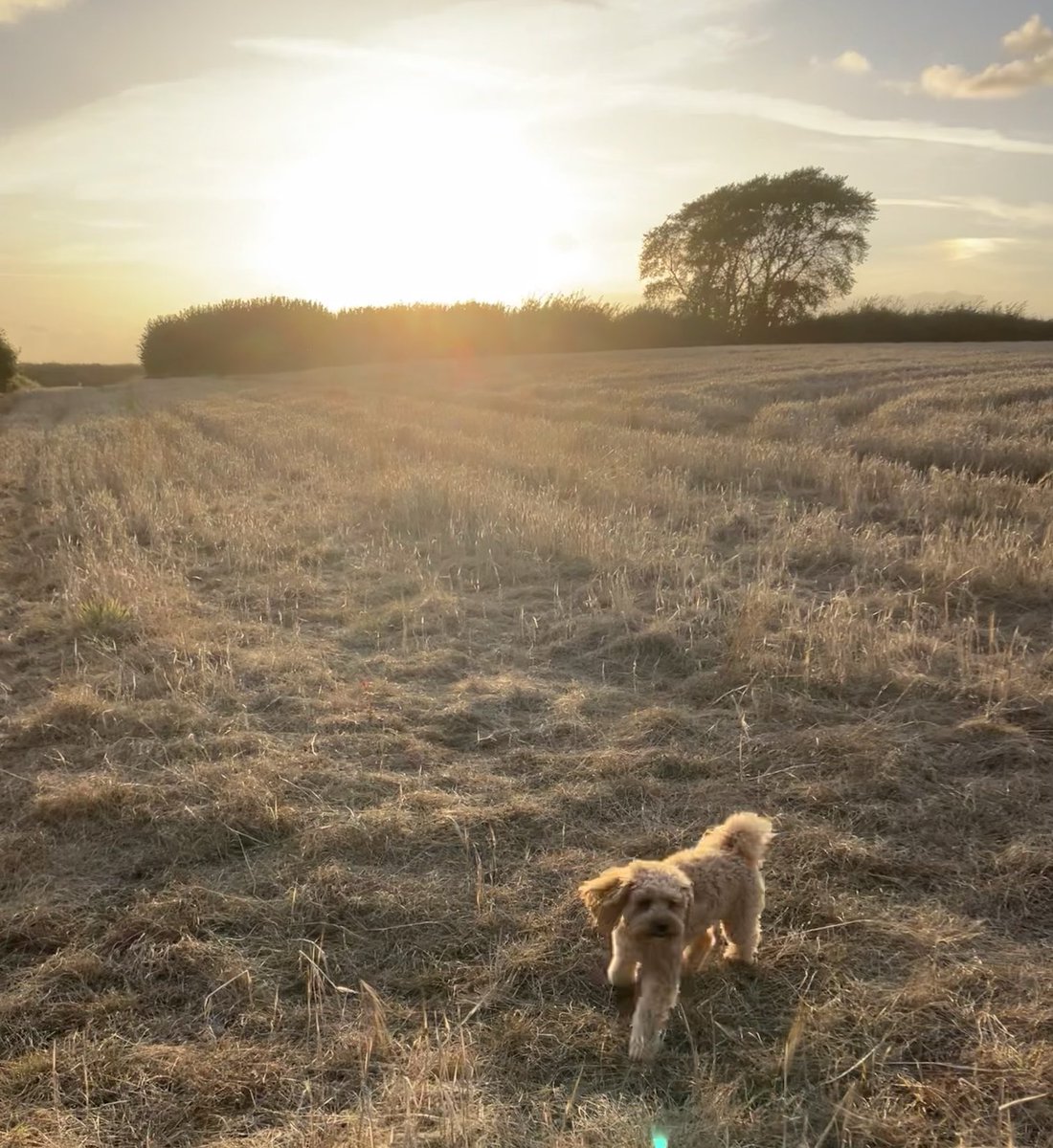 Louise Wright tweet media