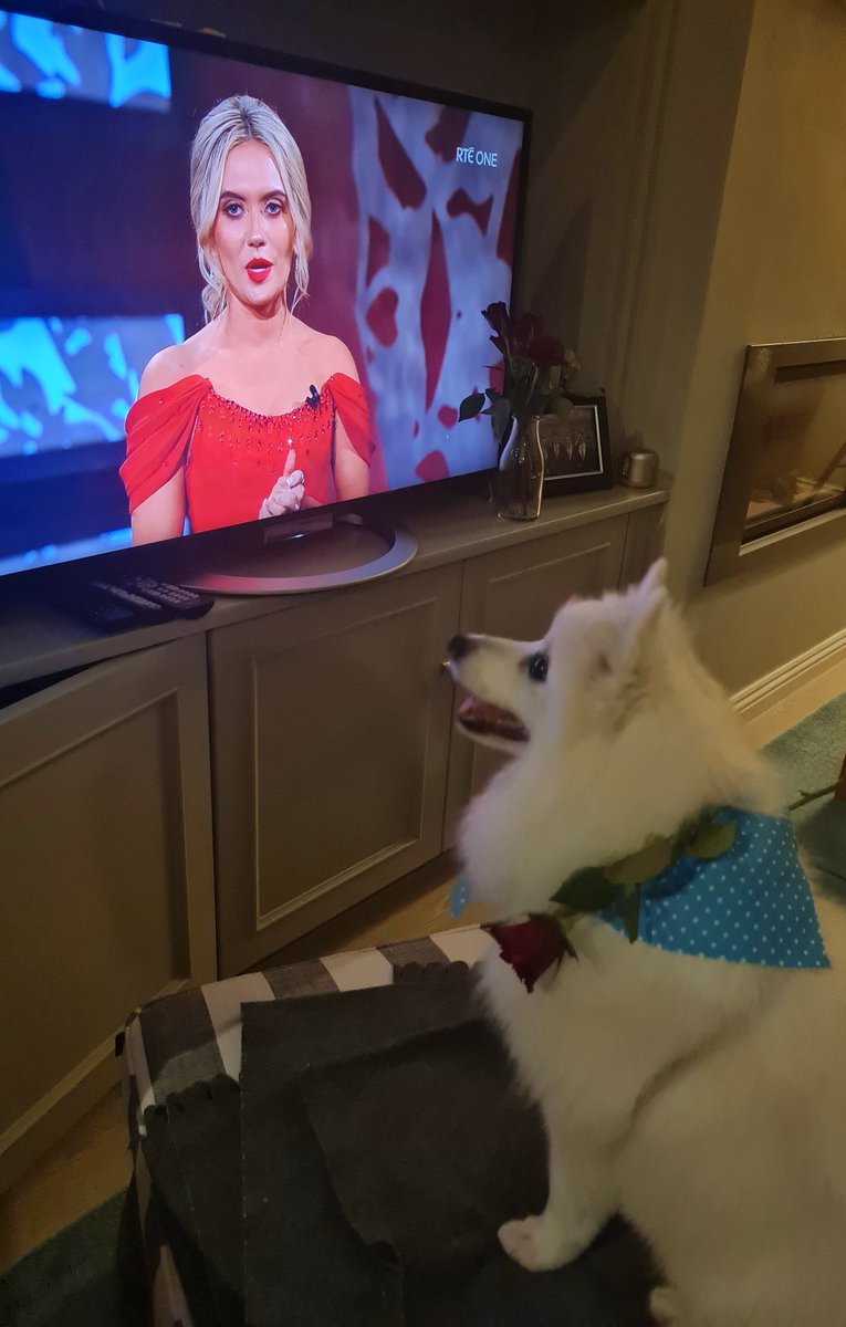 Our dog Zeus Finnegan in Dublin loving the Donegal Rose 🌹 #RoseofTralee