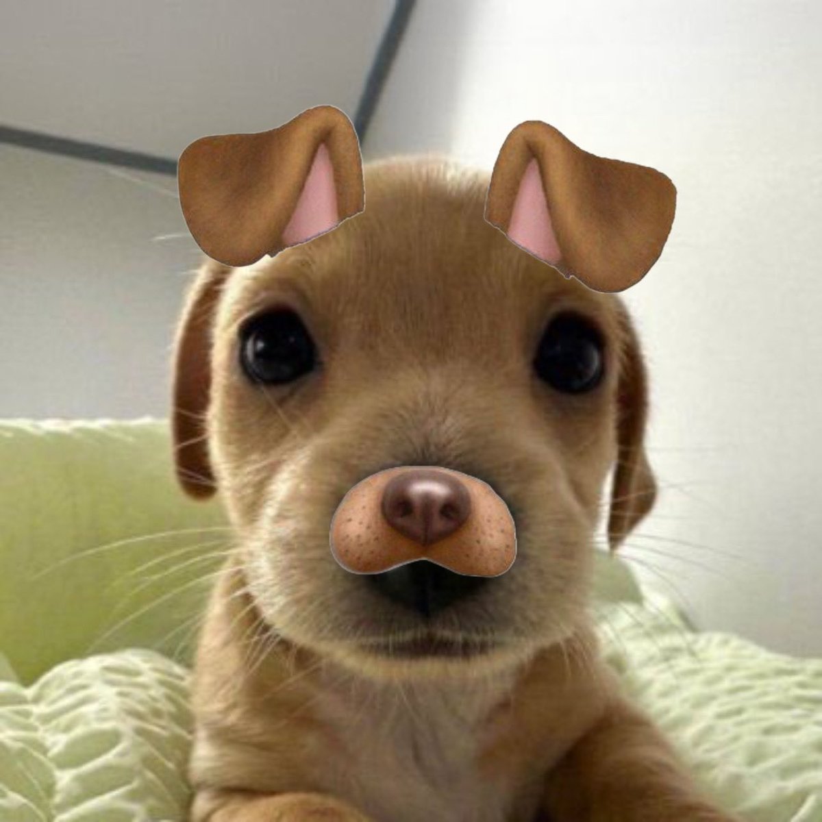 Famous0x3's tweet photo. @billycoinsolana Billy on #Snapdog https://t.co/HdW1aKf9ti