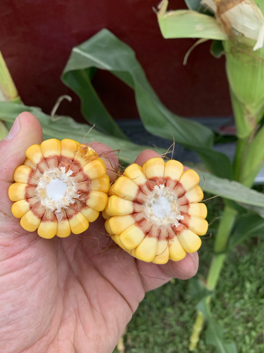 UNT left vs 10oz/ac Delaro Complete @R1 right. Whole plant, ear leaf, ear/milk line. The most susceptible hybrid I’ve seen so far but looks like a win for DC. #delarocomplete, #bayerag