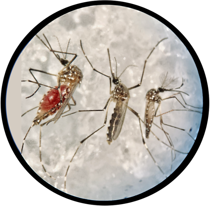 SalehLabParis's tweet photo. This #WorldMosquitoDay, @SalehlabParis is proud to be part of the fight against mosquitoes and the viruses they transmit. 🦟🔬 #ResearchForHealth #ScienceInAction
Photo credit: our own Annabelle Henrion-Lacritick 👩🔬 https://t.co/MDsuNVYyMq