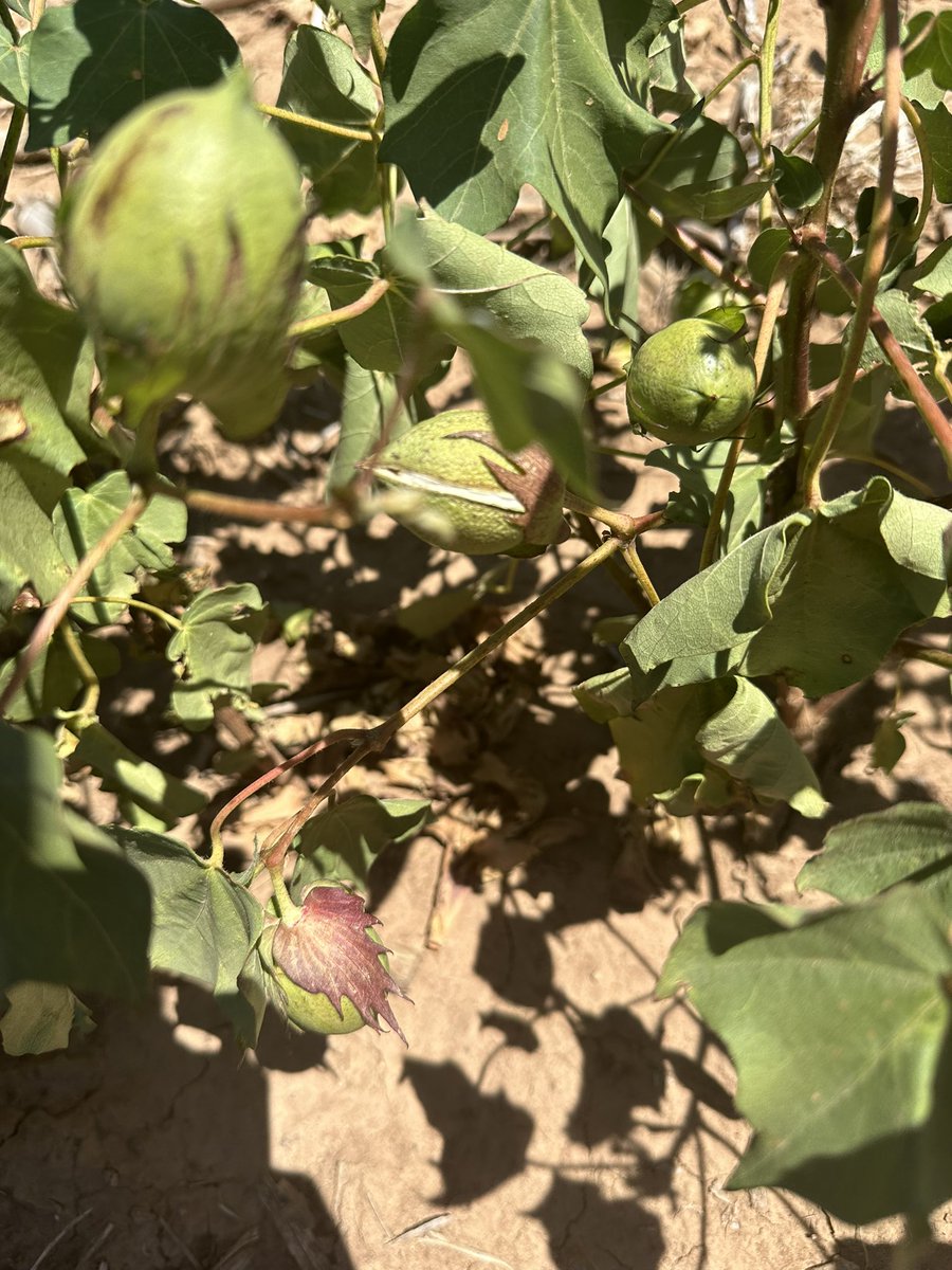🥵 Cotton could use a drink.