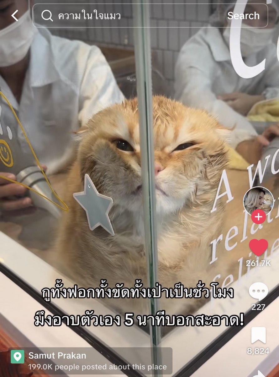 555555555555555555555 แล้วคำค้นหาคือความในใจแมว🤣