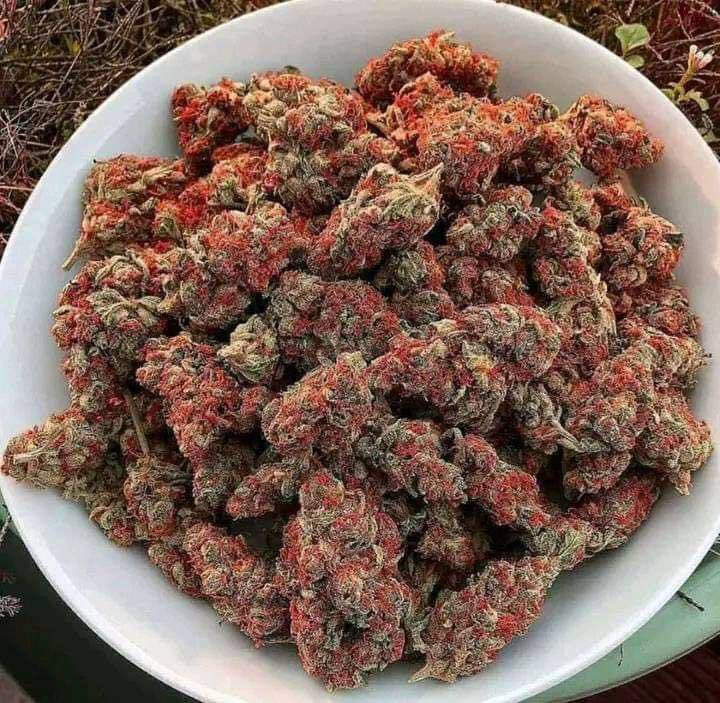 STONERS R US 🍃 tweet media