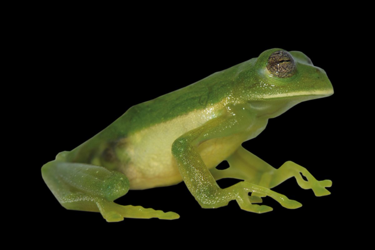 Que alegría dedicar esta especie nueva de rana de cristal 🐸 a Elisa💚!

Gracias Dani y a todos los coautores!
Acceso abierto: peerj.com/articles/17712/