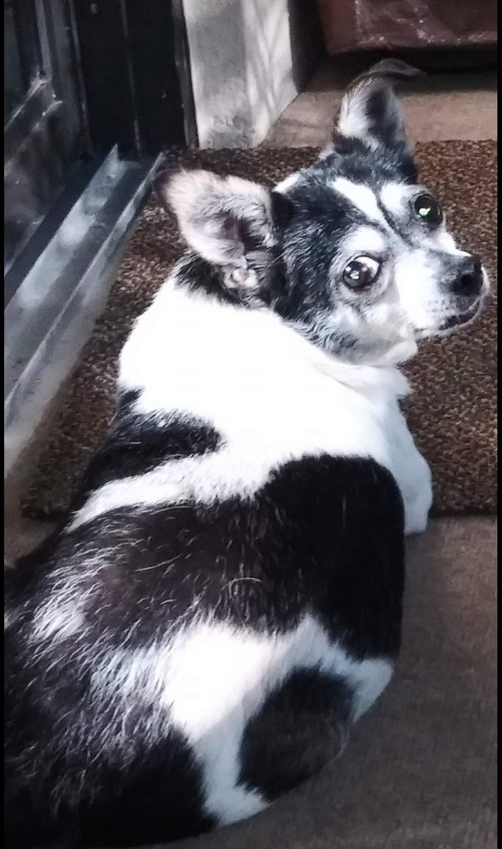 IamBoogie's tweet photo. Prayers for Bryson. The hoovet said they can do nothing for my cousin he is in the last stages of heart failure. He collapsed this morning and has been on oxygen. He was sent home to pass peacefully. We are saying our goodbyes to this sweet boy. Our hearts are broken. 🙏 https://t.co/bmd1mVvTiQ