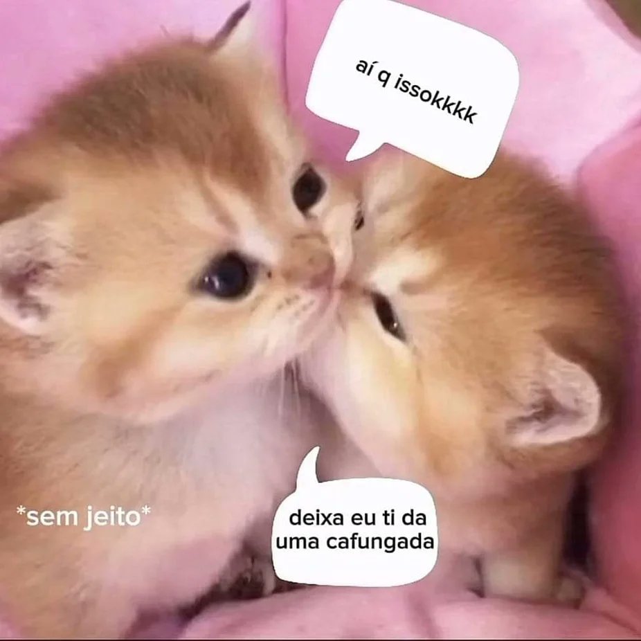 perfil dedicado a gatinhos e peitos (@odeiootaco) on Twitter photo 