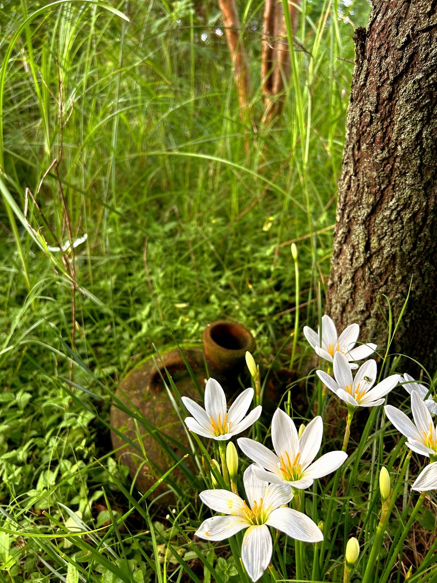 adil_bashirbhat's tweet photo. “Where flowers bloom so does hope.”
#flowers #love #nature #wild https://t.co/3BX5sHjzZe