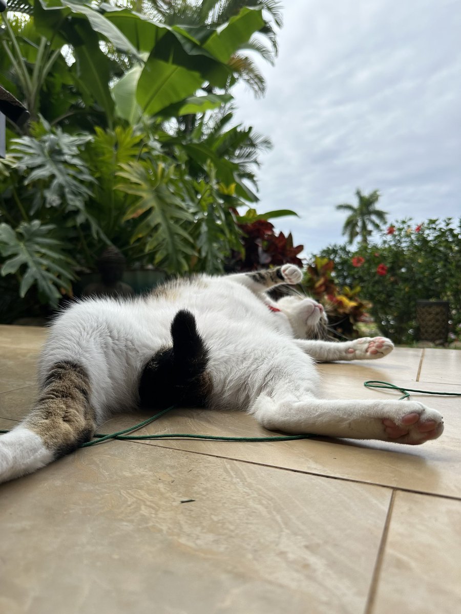 Yes, Bula too, is very modest and likes to cover his bits with his tail while lying on his back.