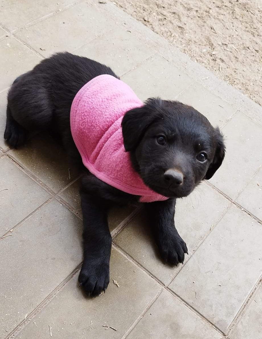 A su mamá la abandonaron embarazada. Ellas ahora están buscando un hogar, una familia que quiera recibir todo el amor y lealtad que ellas están dispuestas a dar. Necesitan encontrar su propio hogar para crecer felices y sanitas 🙏💜
