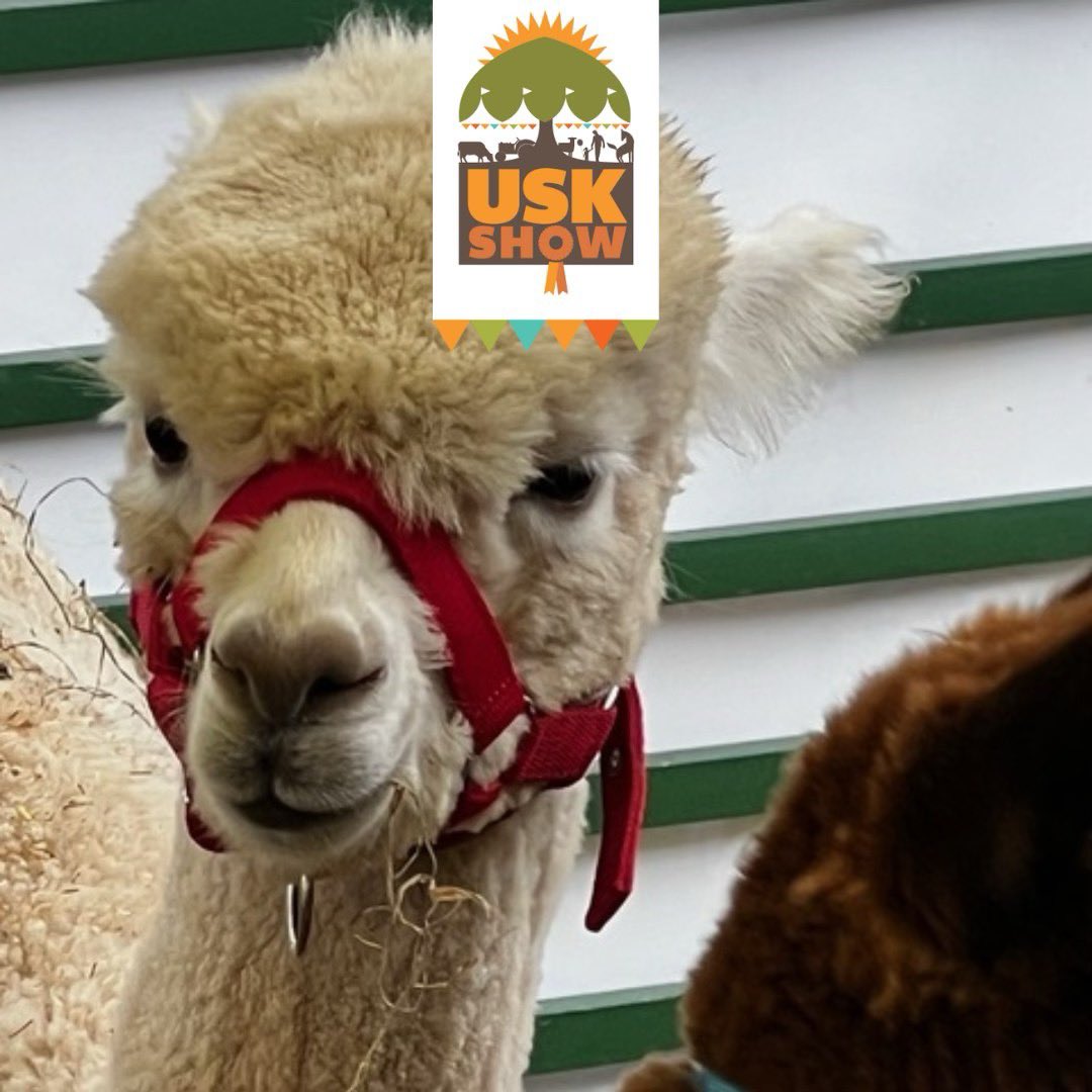 Don't miss everyone's favourites, it's the super-cute, Amazing Alpacas at this year's Usk Show 2024!

Join us on Saturday 14th September! Book now for discounted tickets: bit.ly/UskShow