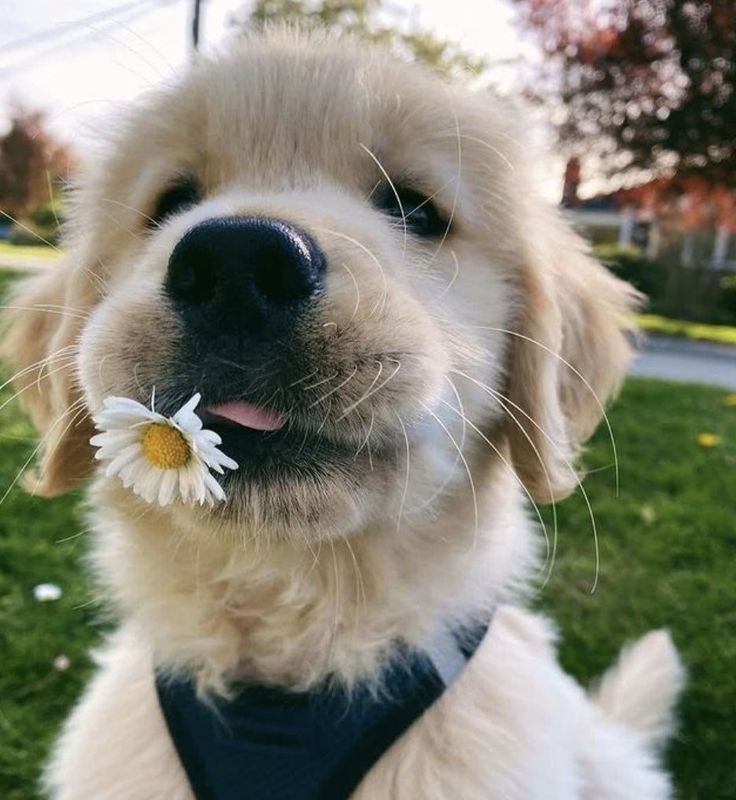 Animal Lover (@animal_fanlover) on Twitter photo 
