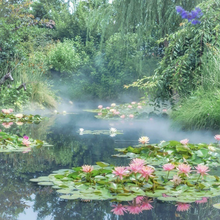 artindetails's tweet photo. — ponds and flowers https://t.co/Ma8ZvVXAB3