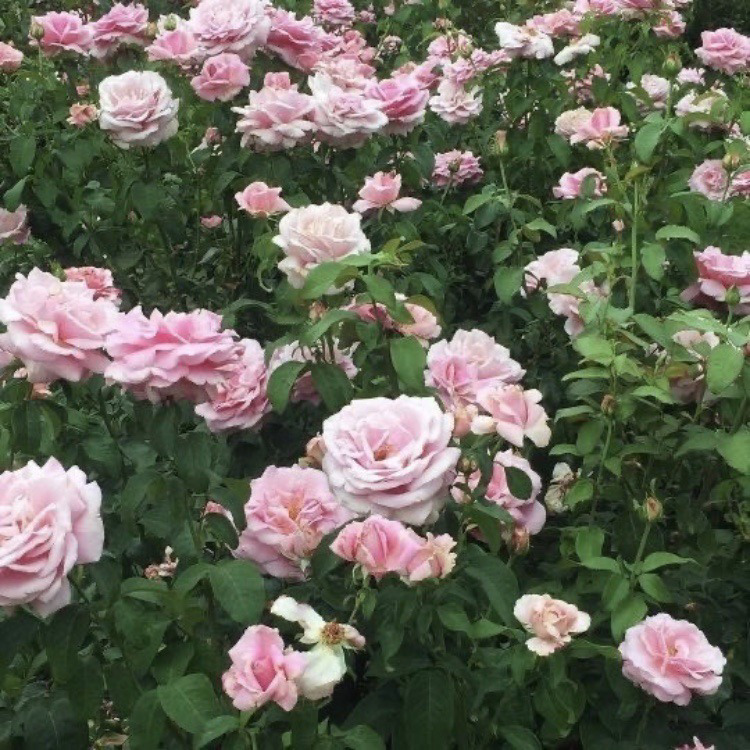 artindetails's tweet photo. — ponds and flowers https://t.co/Ma8ZvVXAB3