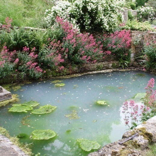 artindetails's tweet photo. — ponds and flowers https://t.co/Ma8ZvVXAB3