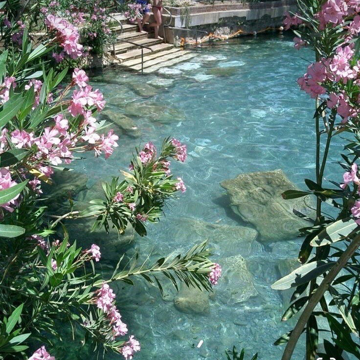 artindetails's tweet photo. — ponds and flowers https://t.co/Ma8ZvVXAB3